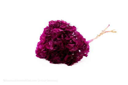 GECONSERVEERDE HORTENSIA (HYDRANGEA) SWEET VIOLET +/ - 15CM - bloemschikmaterialen.com