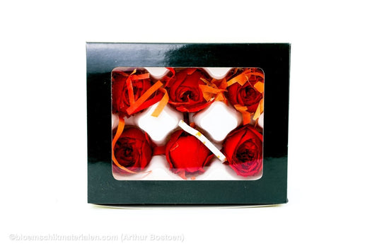 GECONSERVEERDE ROOS (ENGLISH ROSE JULIANA) +/ - 3,5CM BORDEAUX 6ST - bloemschikmaterialen.com