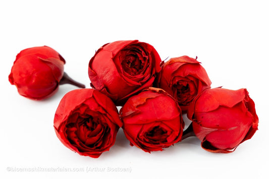 GECONSERVEERDE ROOS (ENGLISH ROSE JULIANA) +/ - 3,5CM BORDEAUX 6ST - bloemschikmaterialen.com