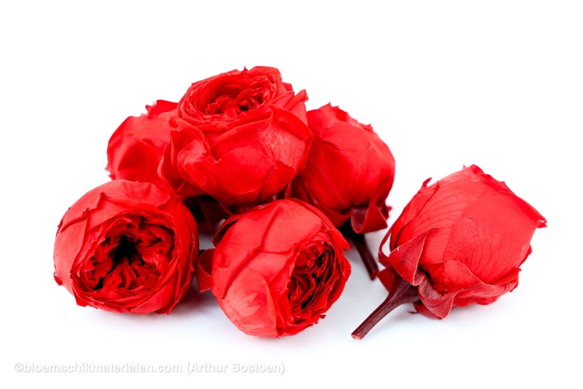 GECONSERVEERDE ROOS (ENGLISH ROSE JULIANA) +/ - 3,5CM ROOD 6ST - bloemschikmaterialen.com