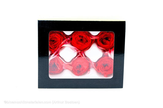 GECONSERVEERDE ROOS (ENGLISH ROSE JULIANA) +/ - 3,5CM ROOD 6ST - bloemschikmaterialen.com