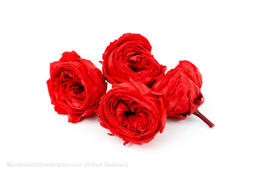 GECONSERVEERDE ROOS (ENGLISH ROSE KATE) +/ - 5CM ROOD 4ST - bloemschikmaterialen.com