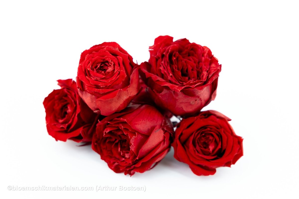 GECONSERVEERDE ROOS (ENGLISH ROSE PIPA) +/ - 4CM BORDEAUX 6ST - bloemschikmaterialen.com