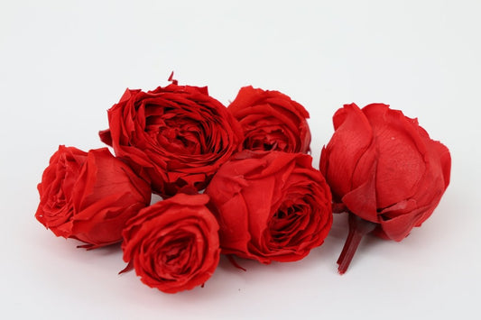 GECONSERVEERDE ROOS (ENGLISH ROSE PIPA) +/ - 4CM ROOD 6ST - bloemschikmaterialen.com