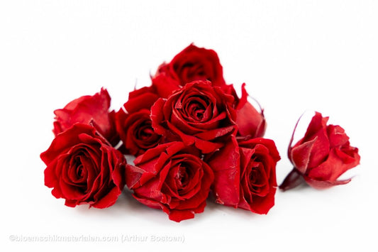 GECONSERVEERDE ROOS (KITTY) +/ - 3.5CM BORDEAUX 9ST - bloemschikmaterialen.com