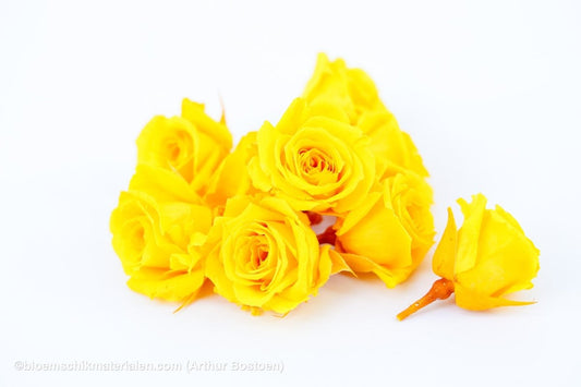 GECONSERVEERDE ROOS (KITTY) +/ - 3.5CM GEEL 9ST - bloemschikmaterialen.com