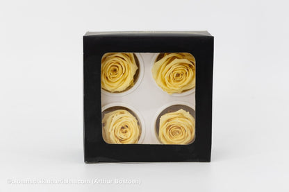 GECONSERVEERDE ROOS (LARGE OPEN) +/ - 6.5CM ECRU 4ST - bloemschikmaterialen.com