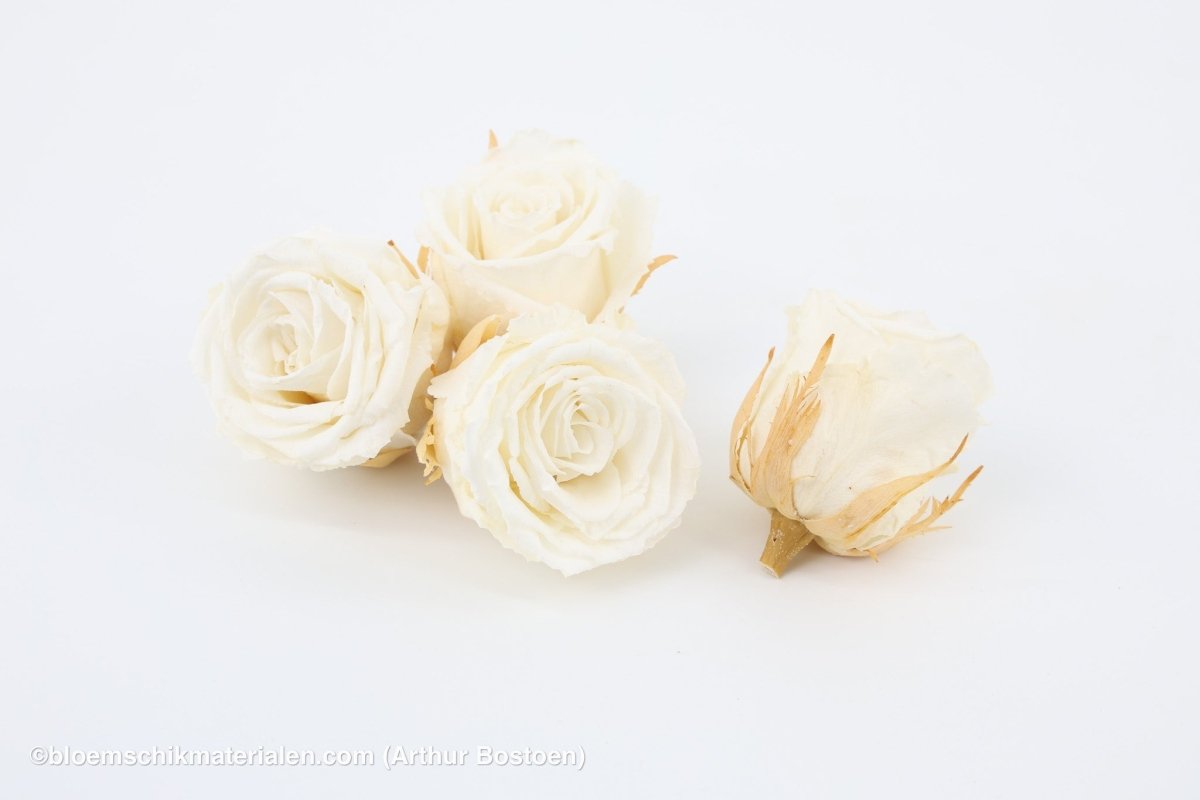 GECONSERVEERDE ROOS (LARGE OPEN) +/ - 6.5CM WIT 4ST - bloemschikmaterialen.com