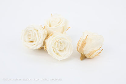 GECONSERVEERDE ROOS (LARGE OPEN) +/ - 6.5CM WIT 4ST - bloemschikmaterialen.com