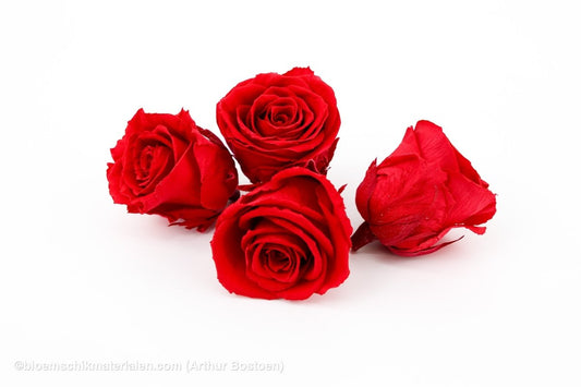 GECONSERVEERDE ROOS (LARGE OPEN) +/ - 8.5CM ROOD 4ST - bloemschikmaterialen.com