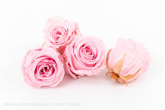 GECONSERVEERDE ROOS (LARGE OPEN) +/ - 8.5CM ROOS 4ST - bloemschikmaterialen.com