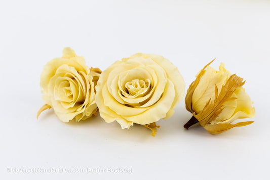 GECONSERVEERDE ROOS (MEDIUM OPEN) +/ - 4.5CM ECRU 8ST - bloemschikmaterialen.com