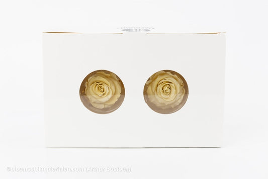 GECONSERVEERDE ROOS (MEDIUM OPEN) +/ - 4.5CM ECRU 8ST - bloemschikmaterialen.com