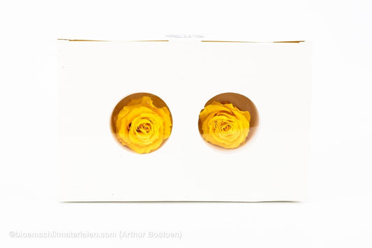 GECONSERVEERDE ROOS (MEDIUM OPEN) +/ - 4.5CM GEEL 8ST - bloemschikmaterialen.com