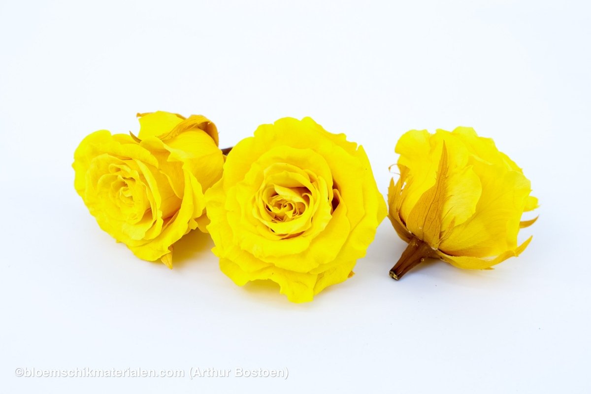 GECONSERVEERDE ROOS (MEDIUM OPEN) +/ - 4.5CM GEEL 8ST - bloemschikmaterialen.com