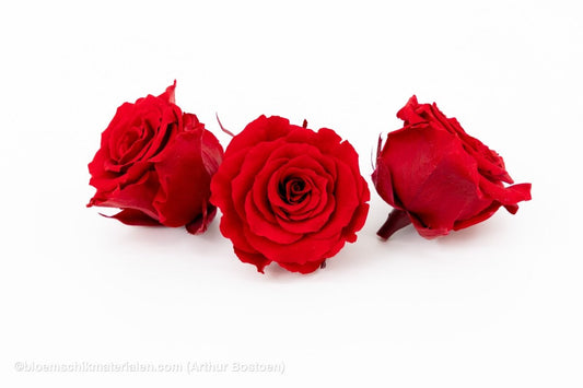 GECONSERVEERDE ROOS (MEDIUM OPEN) +/ - 4.5CM ROOD 8ST - bloemschikmaterialen.com