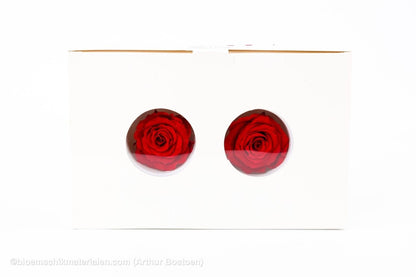 GECONSERVEERDE ROOS (MEDIUM OPEN) +/ - 4.5CM ROOD 8ST - bloemschikmaterialen.com