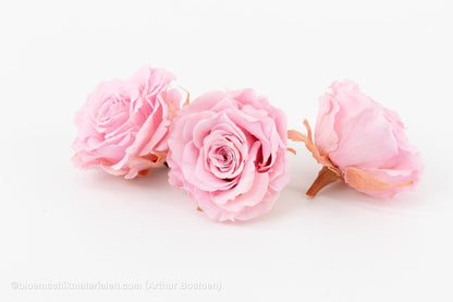 GECONSERVEERDE ROOS (MEDIUM OPEN) +/ - 4.5CM ROZE 8ST - bloemschikmaterialen.com