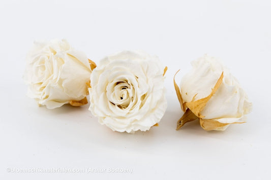 GECONSERVEERDE ROOS (MEDIUM OPEN) +/ - 4.5CM WIT 8ST - bloemschikmaterialen.com