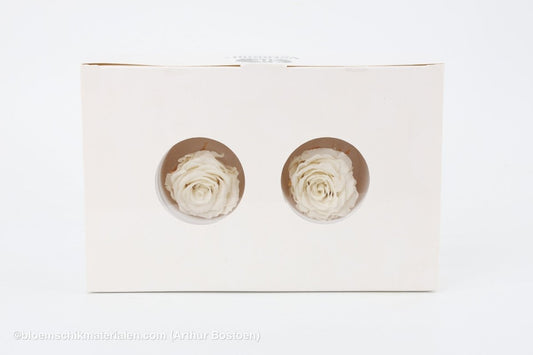 GECONSERVEERDE ROOS (MEDIUM OPEN) +/ - 4.5CM WIT 8ST - bloemschikmaterialen.com