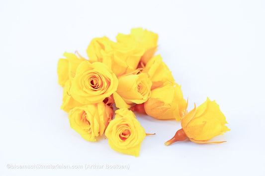 GECONSERVEERDE ROOS (MINI) +/ - 2.5CM GEEL 12ST - bloemschikmaterialen.com