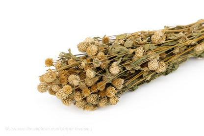 GOMPHRENA CORAL NATUREL +/ - 90GR - bloemschikmaterialen.com