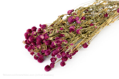 GOMPHRENA FUCHSIA NATUREL +/ - 90GR - bloemschikmaterialen.com