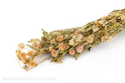 GOMPHRENA ROZE NATUREL +/ - 90GR - bloemschikmaterialen.com