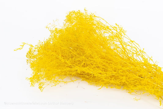 GYPSOPHILA MINI GEEL +/ - 100GR - bloemschikmaterialen.com