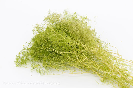 GYPSOPHILA MINI GEEL +/ - 100GR (kopie) - bloemschikmaterialen.com