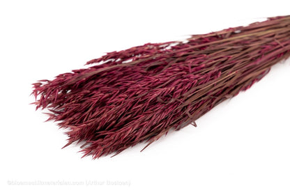 HAVER BORDEAUX - bloemschikmaterialen.com