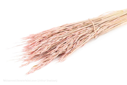 HAVER FROSTED PINK - bloemschikmaterialen.com