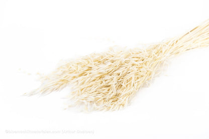 HAVER GEBLEEKT +/ - 100GR - bloemschikmaterialen.com