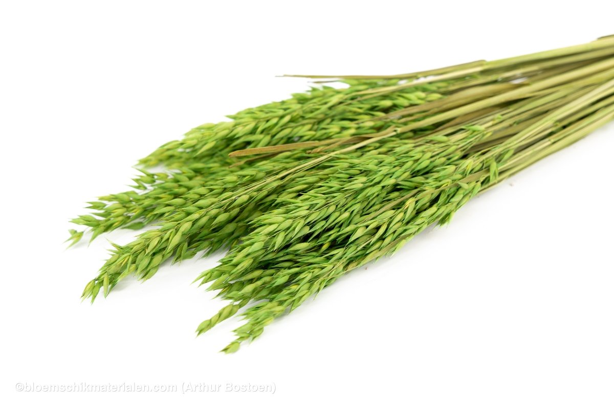 HAVER GROEN - bloemschikmaterialen.com