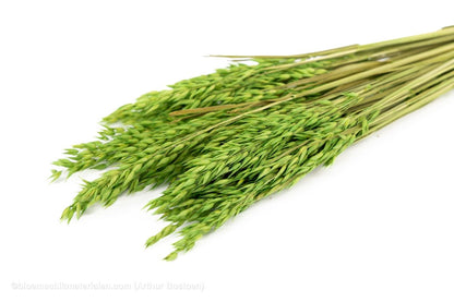 HAVER GROEN - bloemschikmaterialen.com