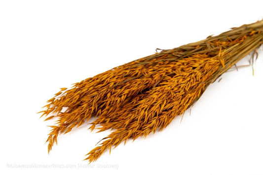 HAVER ORANJE - bloemschikmaterialen.com