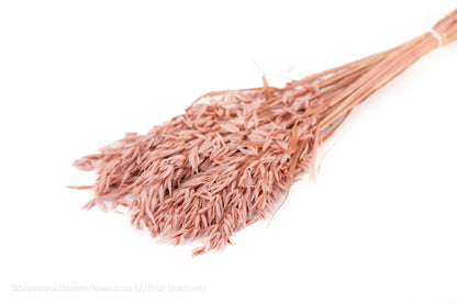 HAVER POEDERROOS +/ - 100GR - bloemschikmaterialen.com