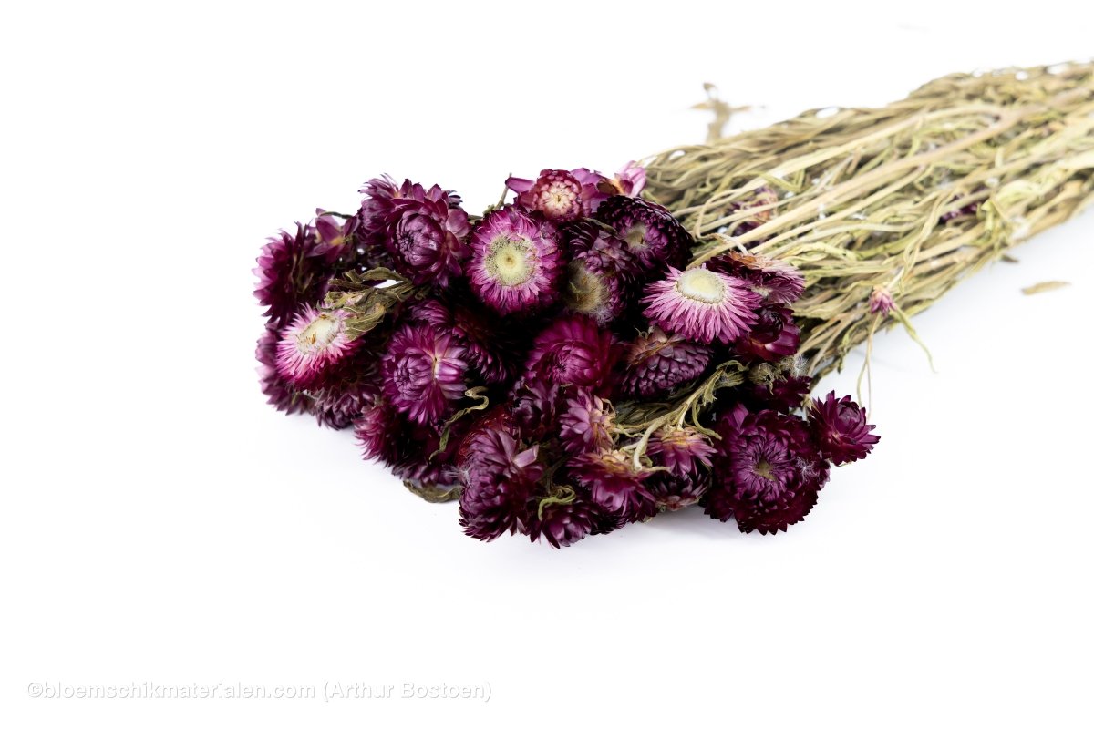 HELICHRYSUM DONKER ROZE - bloemschikmaterialen.com
