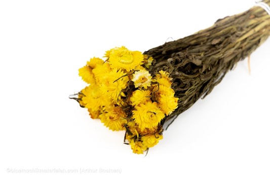 HELICHRYSUM GEEL - bloemschikmaterialen.com