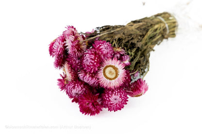 HELICHRYSUM GRANVIA LICHT ROZE - bloemschikmaterialen.com