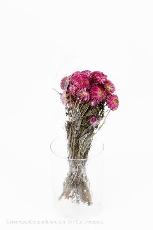 HELICHRYSUM GRANVIA LICHT ROZE - bloemschikmaterialen.com