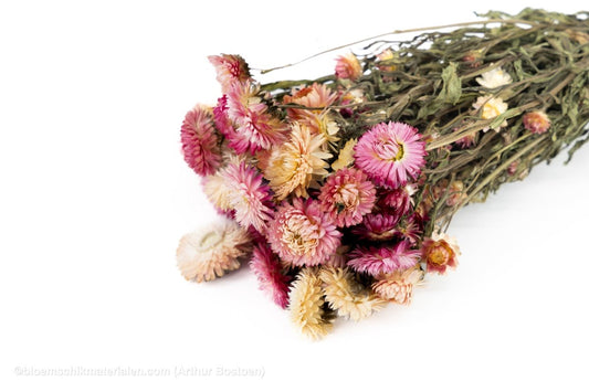 HELICHRYSUM LICHTROZE - bloemschikmaterialen.com