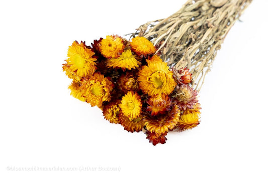 HELICHRYSUM ORANJE - bloemschikmaterialen.com