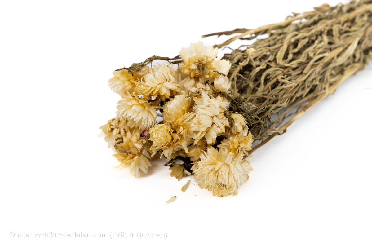 HELICHRYSUM WIT - bloemschikmaterialen.com