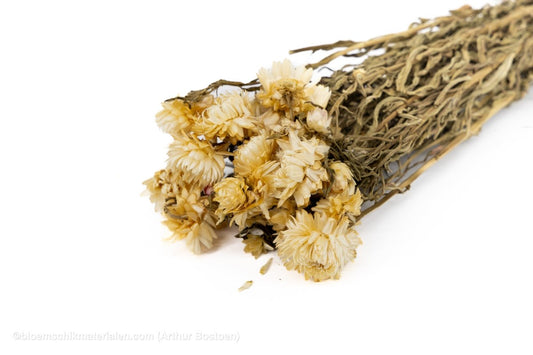 HELICHRYSUM WIT - bloemschikmaterialen.com