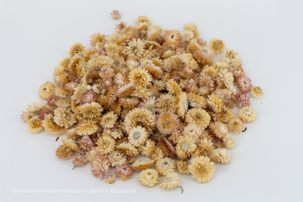 HELICHRYSUMKOPPEN CREAM/ROZE +/ - 100GR - bloemschikmaterialen.com