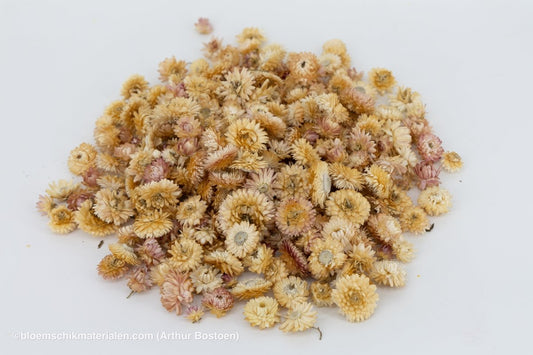 HELICHRYSUMKOPPEN CREAM/ROZE +/ - 100GR - bloemschikmaterialen.com