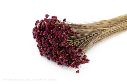 HILL FLOWER FRAMBOOS +/ - 150GR - bloemschikmaterialen.com