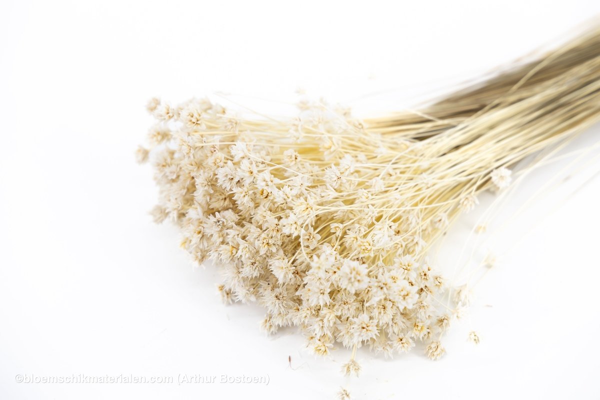 HILL FLOWER GEBLEEKT +/ - 150GR - bloemschikmaterialen.com