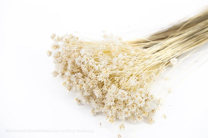 HILL FLOWER GEBLEEKT +/ - 150GR - bloemschikmaterialen.com